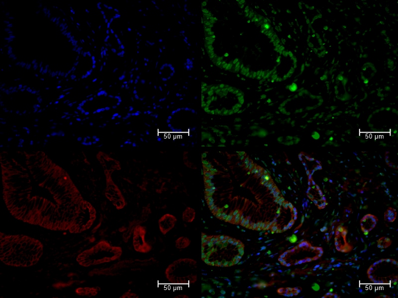 Mouse Integrin  beta 1/CD29 Antibody MAB2405