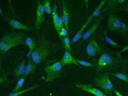 Mouse Integrin  beta 1/CD29 Antibody MAB2405