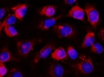 Human/Rat NCAM‑1/CD56 Antibody MAB24085