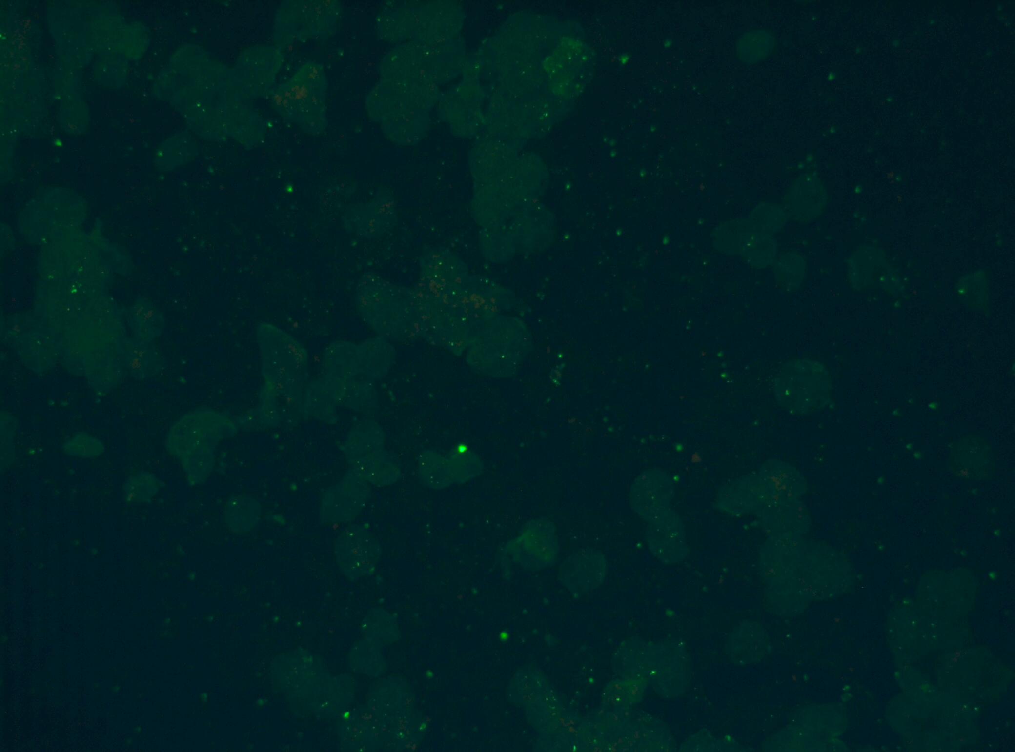 Canine CD4 Antibody MAB2410
