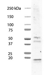 Human/Mouse PDX‑1/IPF1 Antibody MAB2419