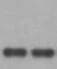 Human LILRB4/CD85k/ILT3 Antibody MAB24251