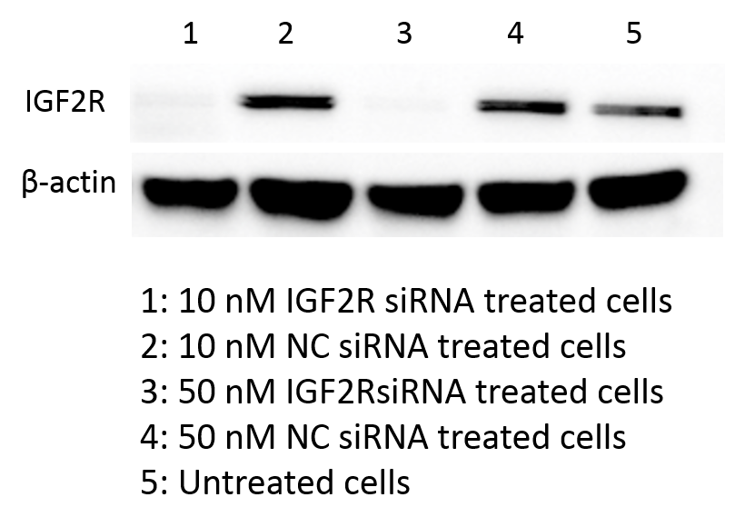 Human IGF-II R/IGF2R Antibody MAB2447