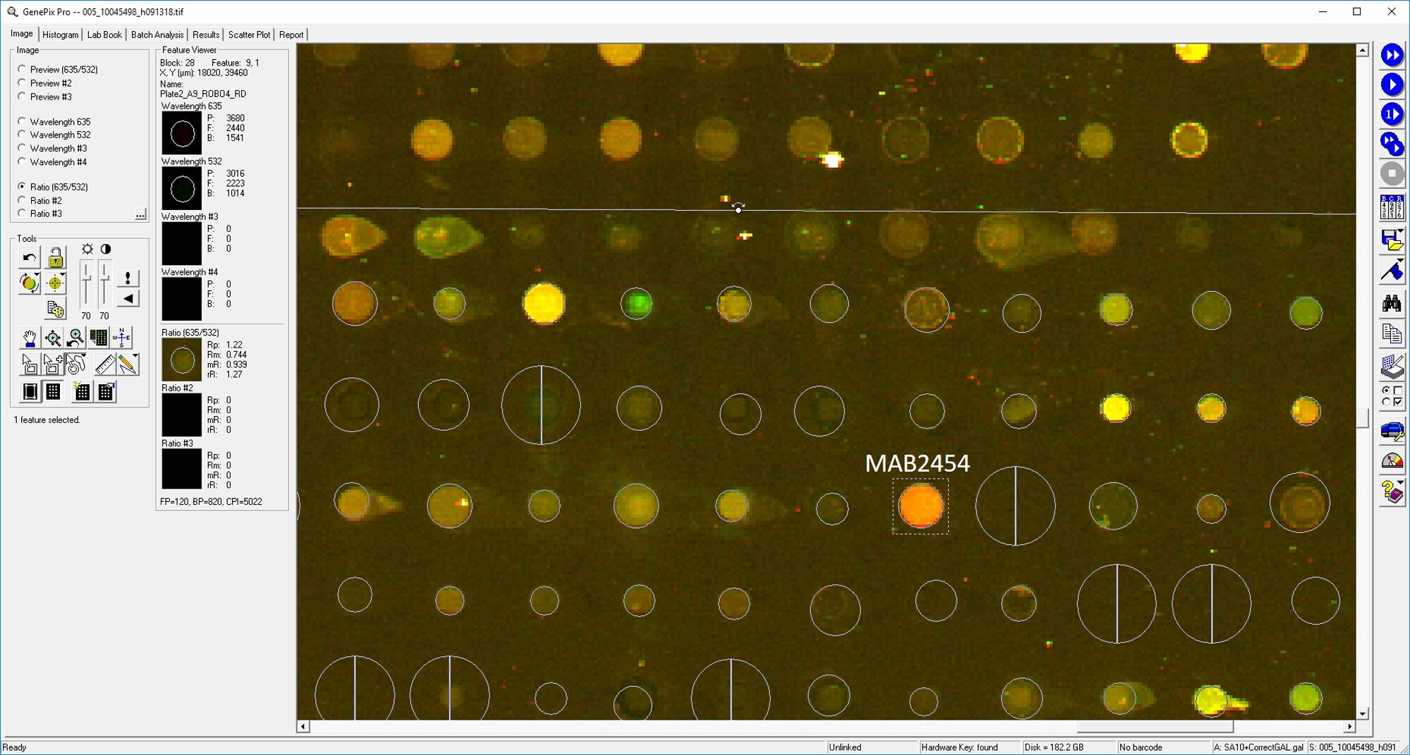 Human ROBO4 Antibody MAB2454