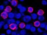 Bovine IL‑4 Antibody MAB2469