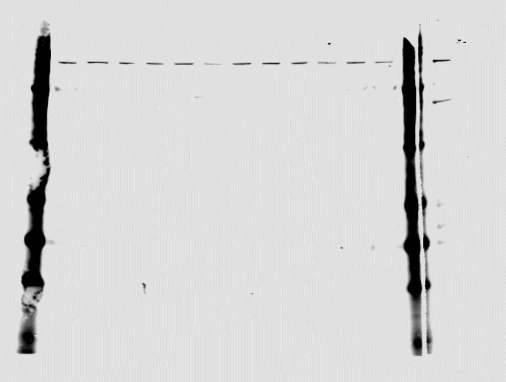 Human LIFR alpha  Antibody MAB249