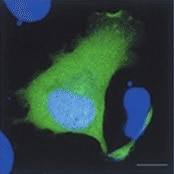 Human CFTR C-Terminus Antibody MAB25031