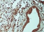 Human CD155/PVR Antibody MAB25301