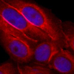 Human FGF‑20 Antibody MAB2547