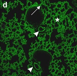 Mouse Laminin‑1 Antibody MAB25491