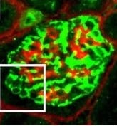 Mouse Laminin‑1 Antibody MAB25491