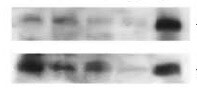 Mouse Laminin‑1 Antibody MAB2549