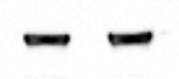 Mouse Laminin‑1 Antibody MAB2549