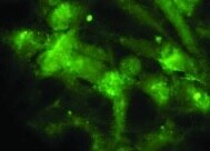 Human SOX3 Antibody MAB2569