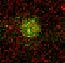 Human Nidogen‑1/Entactin Antibody MAB2570