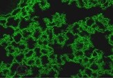Human Nidogen‑1/Entactin Antibody MAB2570