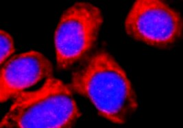Human Chondrolectin Antibody MAB2576