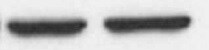 Human GFAP Antibody MAB2594