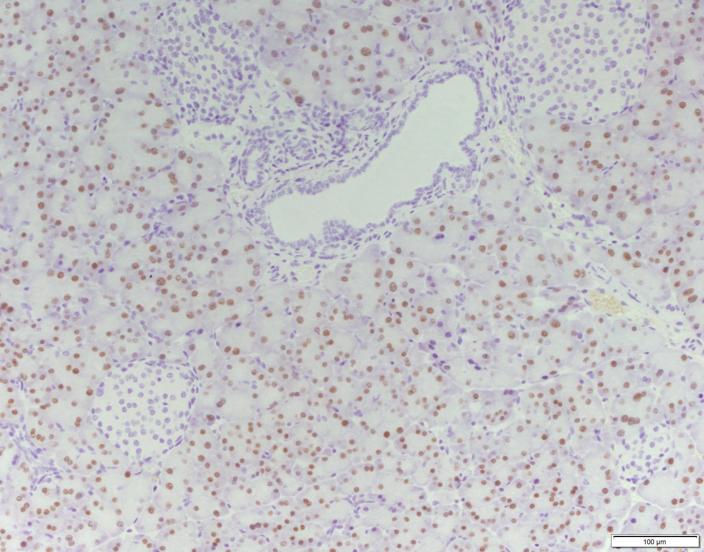 Human GATA‑4 Antibody MAB2606