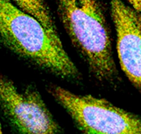 Human/Mouse Glypican 5 Antibody MAB2607