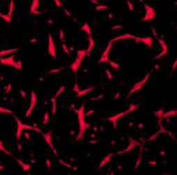 Human PlGF Antibody MAB264