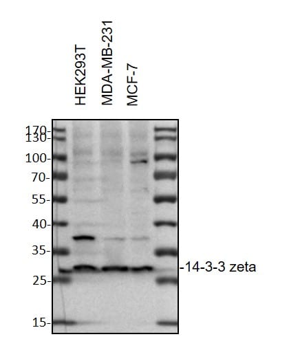 Human 14‑3‑3 zeta  Antibody MAB2669