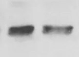 Human/Mouse c‑Jun Antibody MAB2670