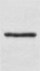 Human SR‑AI/MSR Antibody MAB2708