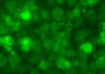 Mouse/Rat Nestin Antibody MAB2736