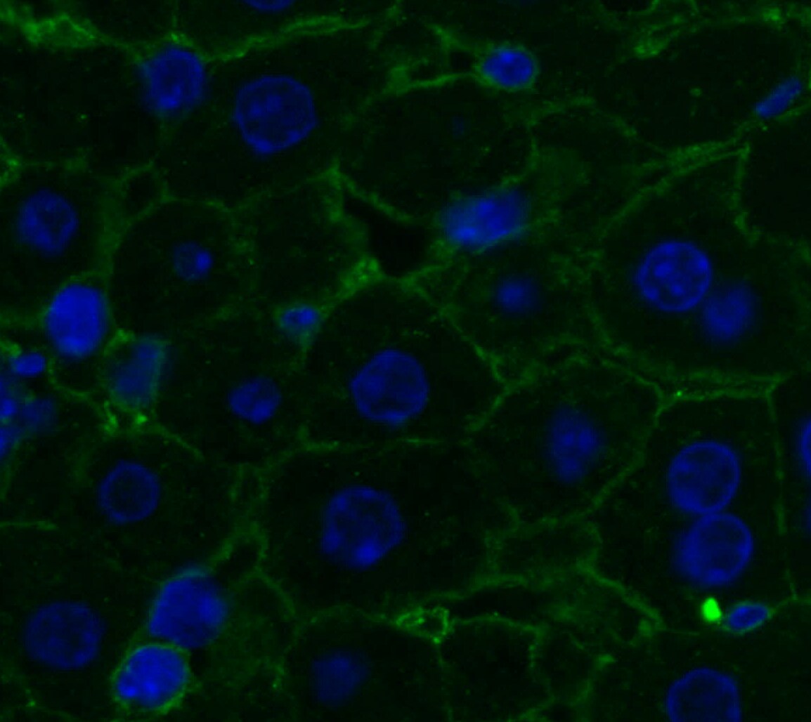 Human Syndecan‑1/CD138 Antibody MAB2780