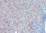 Mouse CLEC4F/CLECSF13 Antibody MAB2784