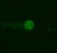 Human CRHBP Antibody MAB2796