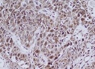 Human EGR1 Antibody MAB2818