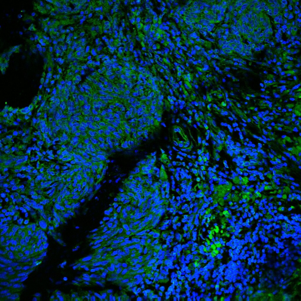 Human CCL8/MCP‑2 Antibody MAB281