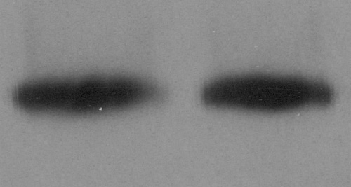 Mouse SPARC‑like 1/SPARCL1 Antibody MAB2836