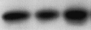 Human IFN‑ gamma  Antibody MAB2852
