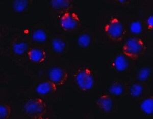 Human IFN‑ gamma  Antibody MAB2853