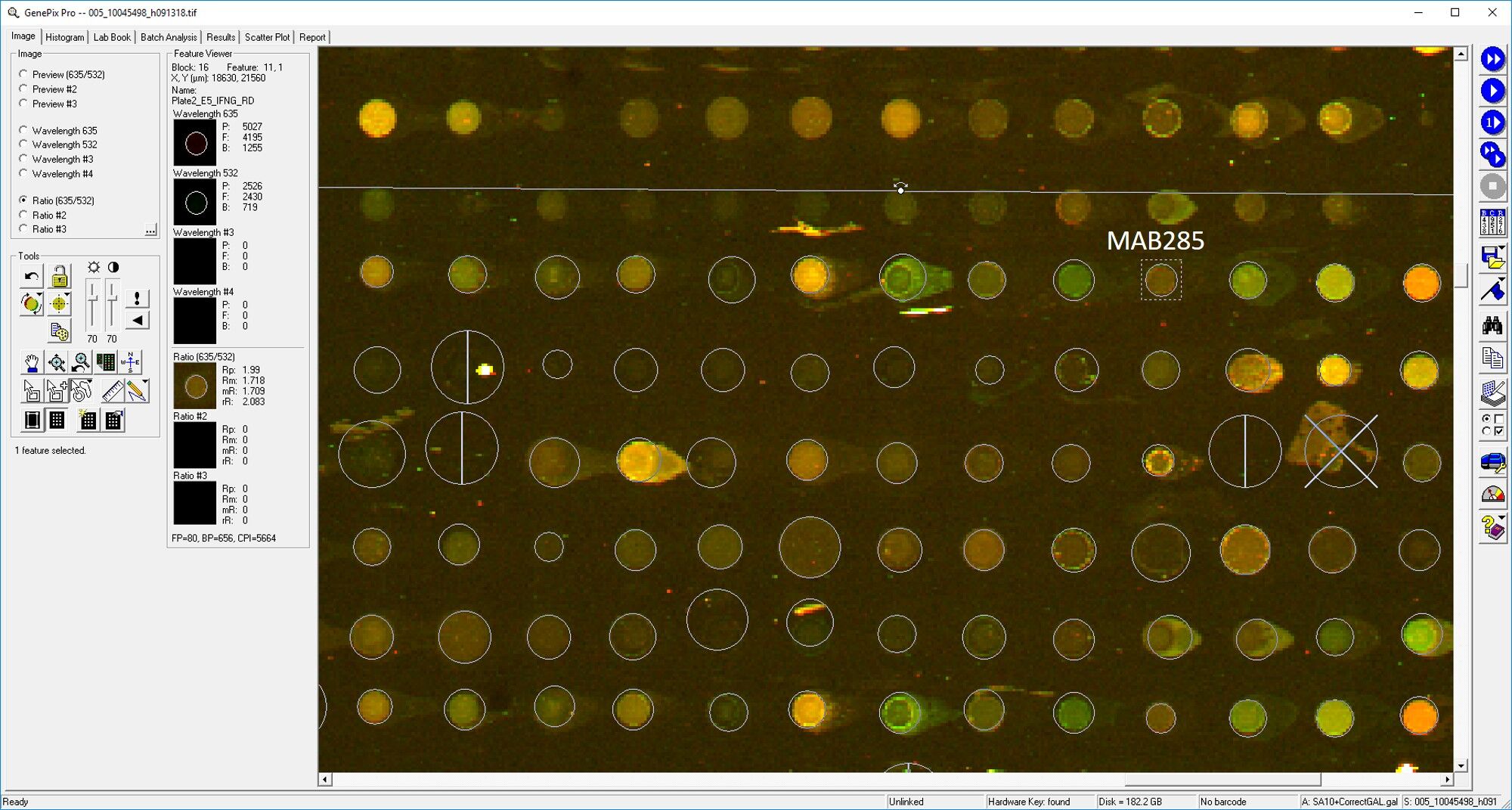 Human IFN‑ gamma  Antibody MAB285