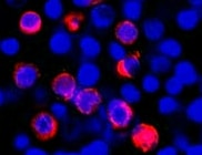 Human IFN‑ gamma  Antibody MAB285