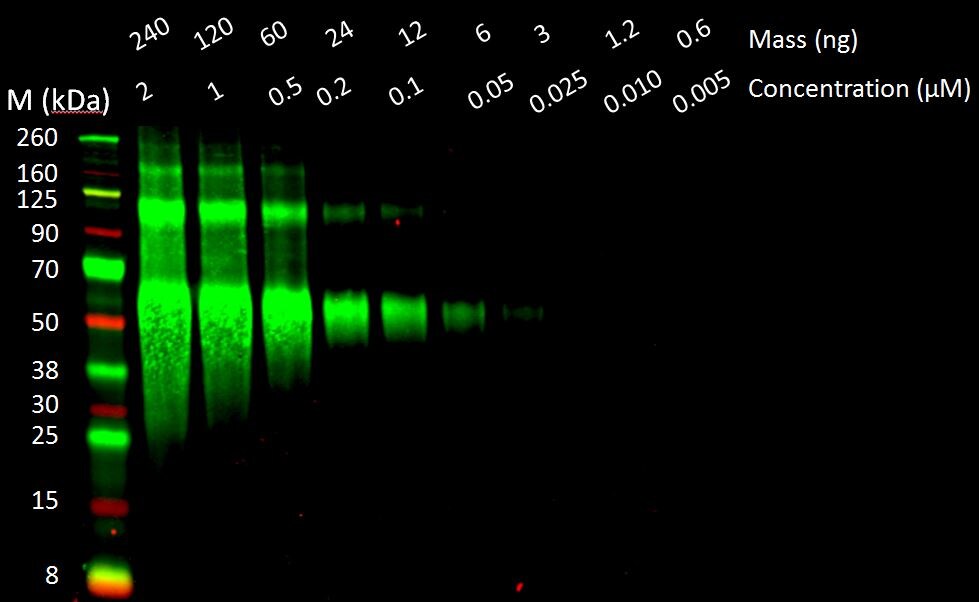 Human Thrombopoietin/Tpo Antibody MAB2881