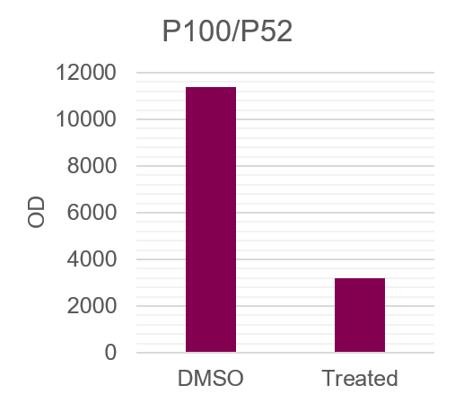 Human NFkB2 Antibody MAB28881