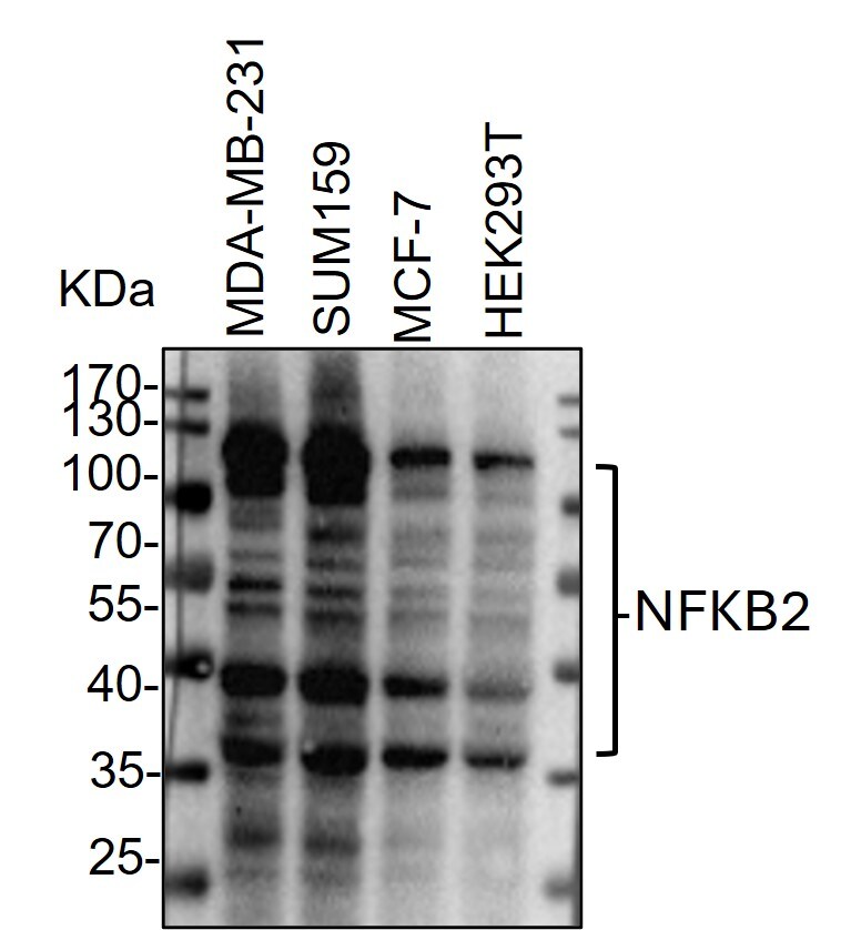 Human NFkB2 Antibody MAB28881