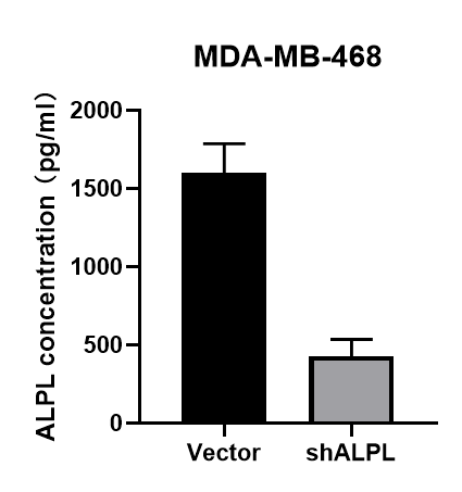 Human Alkaline Phosphatase/ALPL Antibody MAB29091