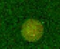 Human Calreticulin‑2 Antibody MAB2927