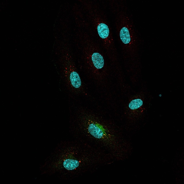 Human/Primate VEGF Antibody MAB293