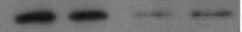 Human/Primate VEGF Antibody MAB293