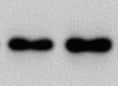 Human/Primate VEGF Antibody MAB293