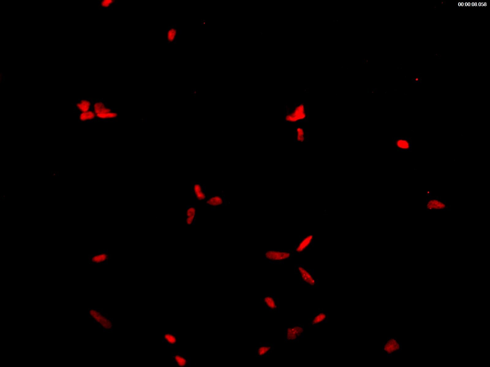 Human PLZF Antibody MAB2944