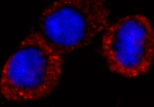 Human MICL/CLEC12A Antibody MAB29461