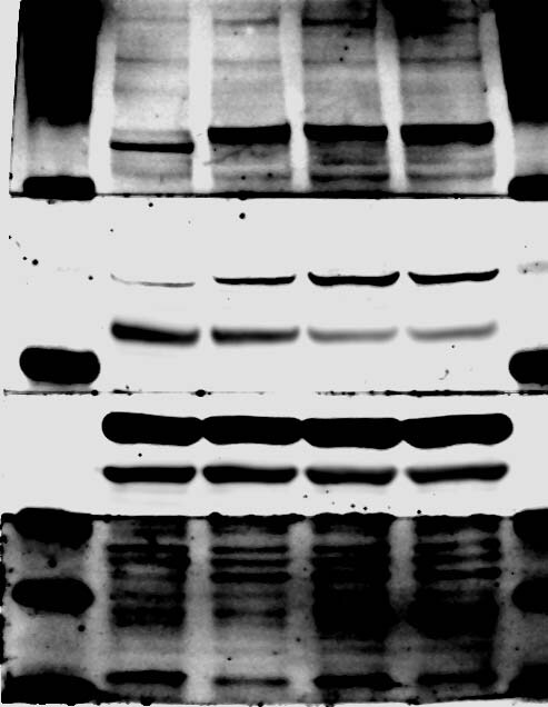 Human HGF Antibody MAB294